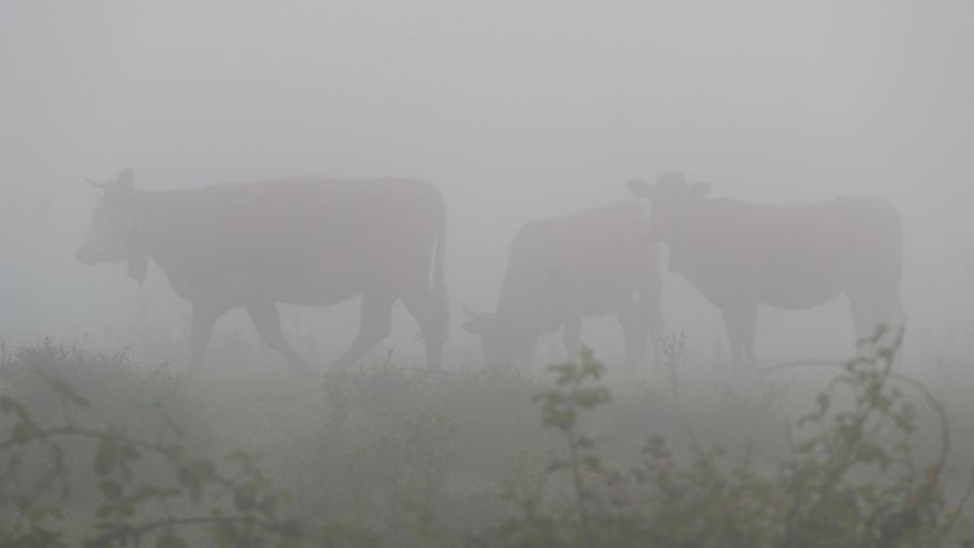 Sacrifican 123 terneros al confirmarse el primer caso de dermatosis nodular en España