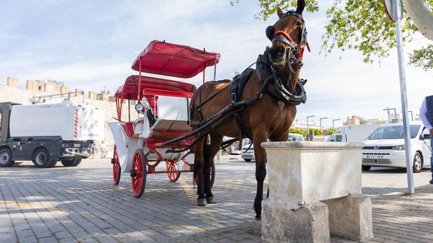 Animalistas convocan una protesta en Palma contra la "explotación" de los caballos de las galeras