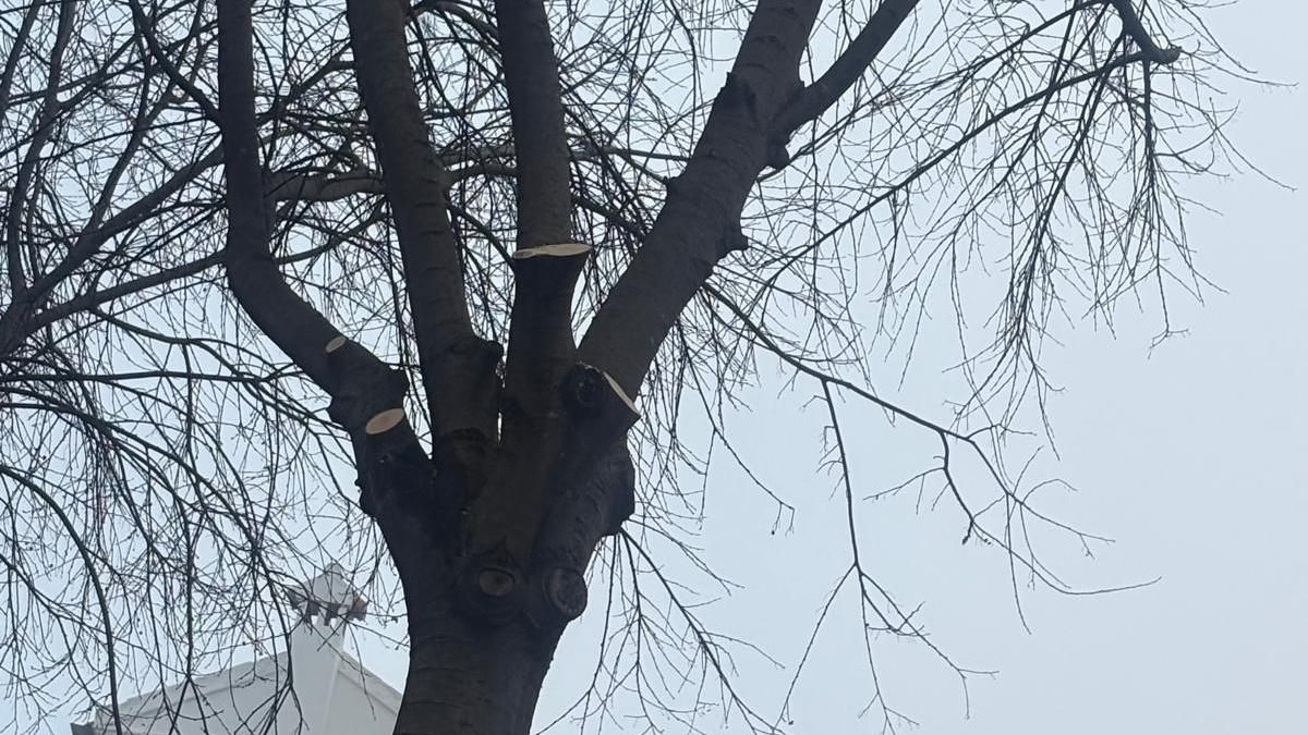 Vecinos del Casco Histórico denuncian una nueva poda de árboles para facilitar el paso de una cofradía