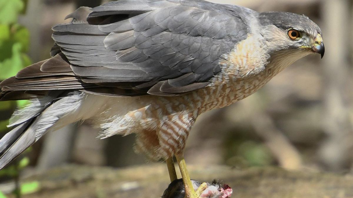Tras la mudanza de la familia y el fallo de la señal, el halcón desapareció