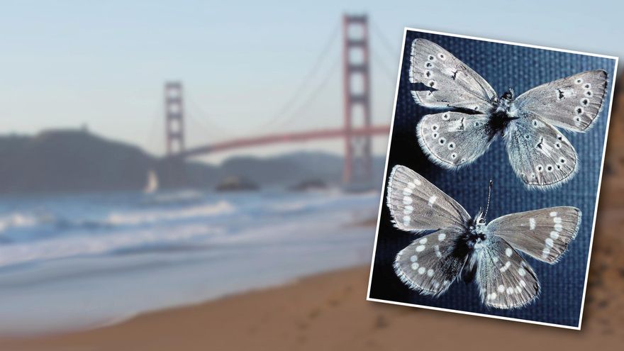 Objetivo: 'resucitar' la primera mariposa extinguida por los humanos