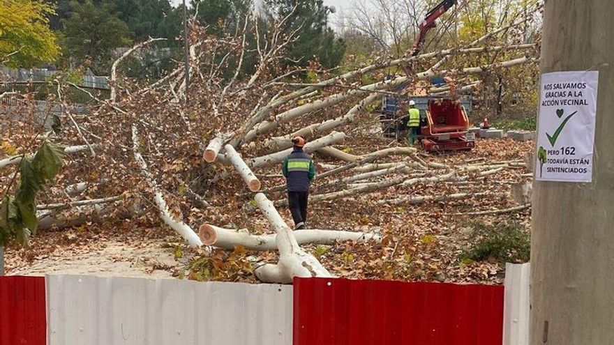Críticas contra las talas de árboles en Madrid por las obras en la línea 11 de Metro: "Es contrario a la demanda social"