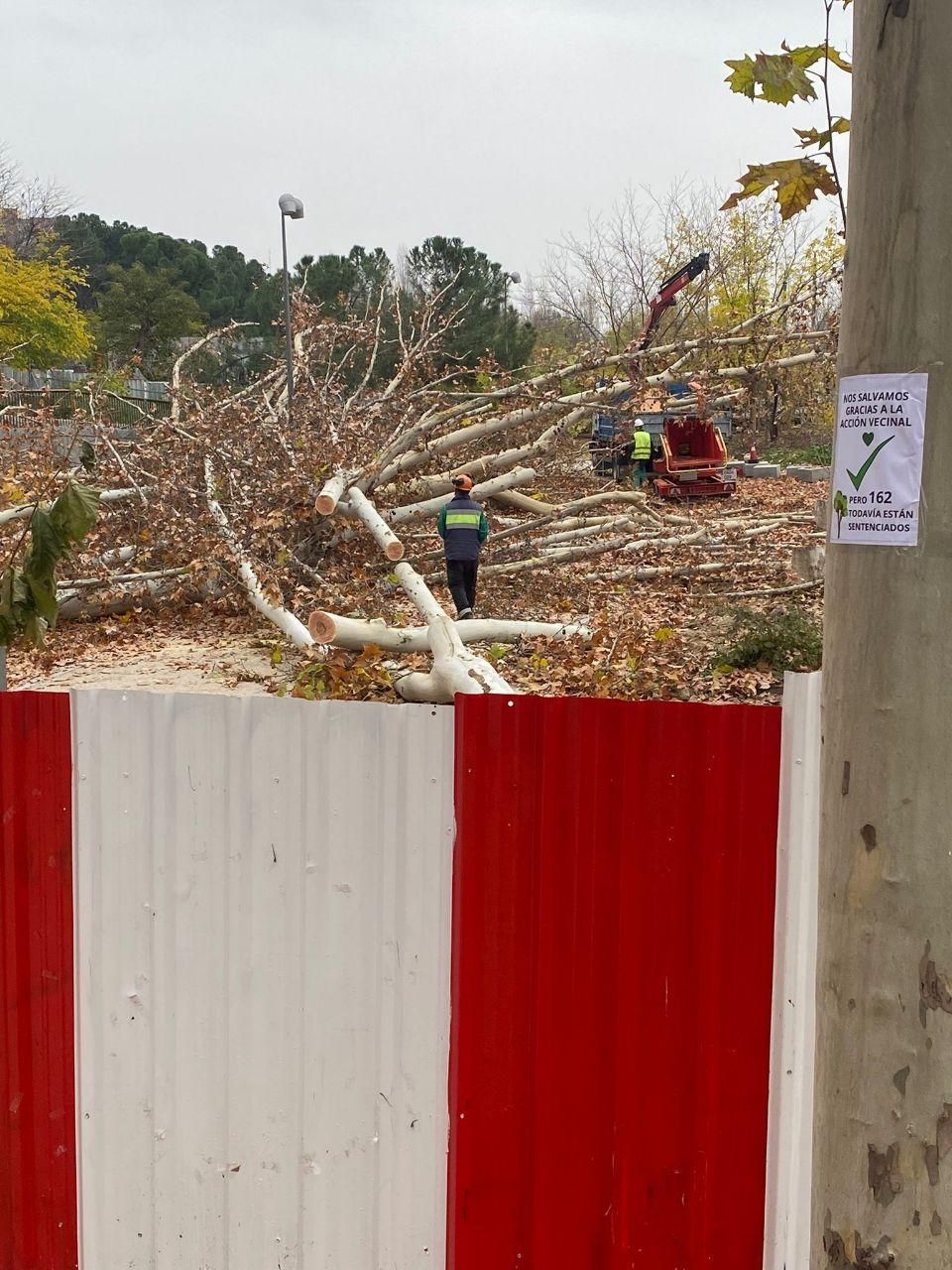 Ejemplares ya talados junto a un árbol que se libra de las talas.