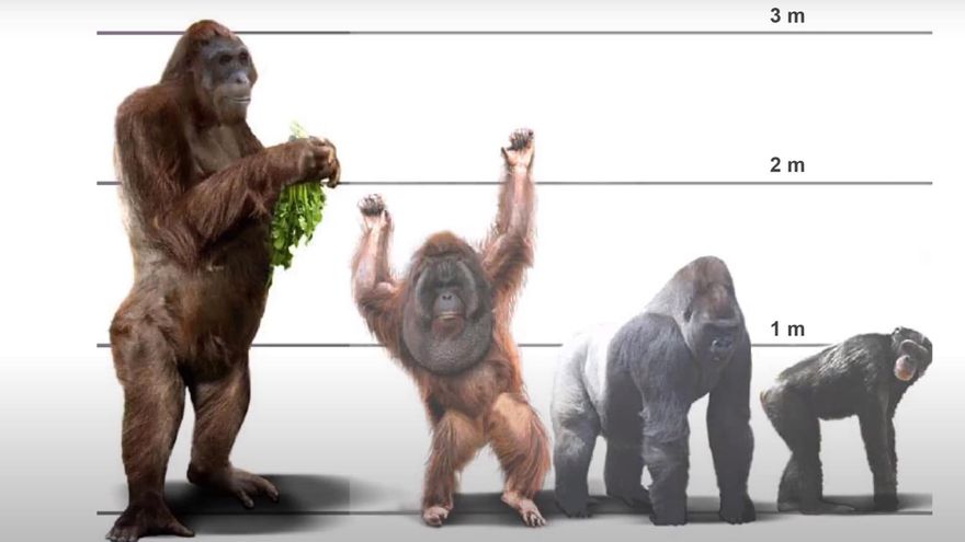 El mayor simio que jamás existió, un mono gigante de tres metros, desapareció porque tenía un punto débil