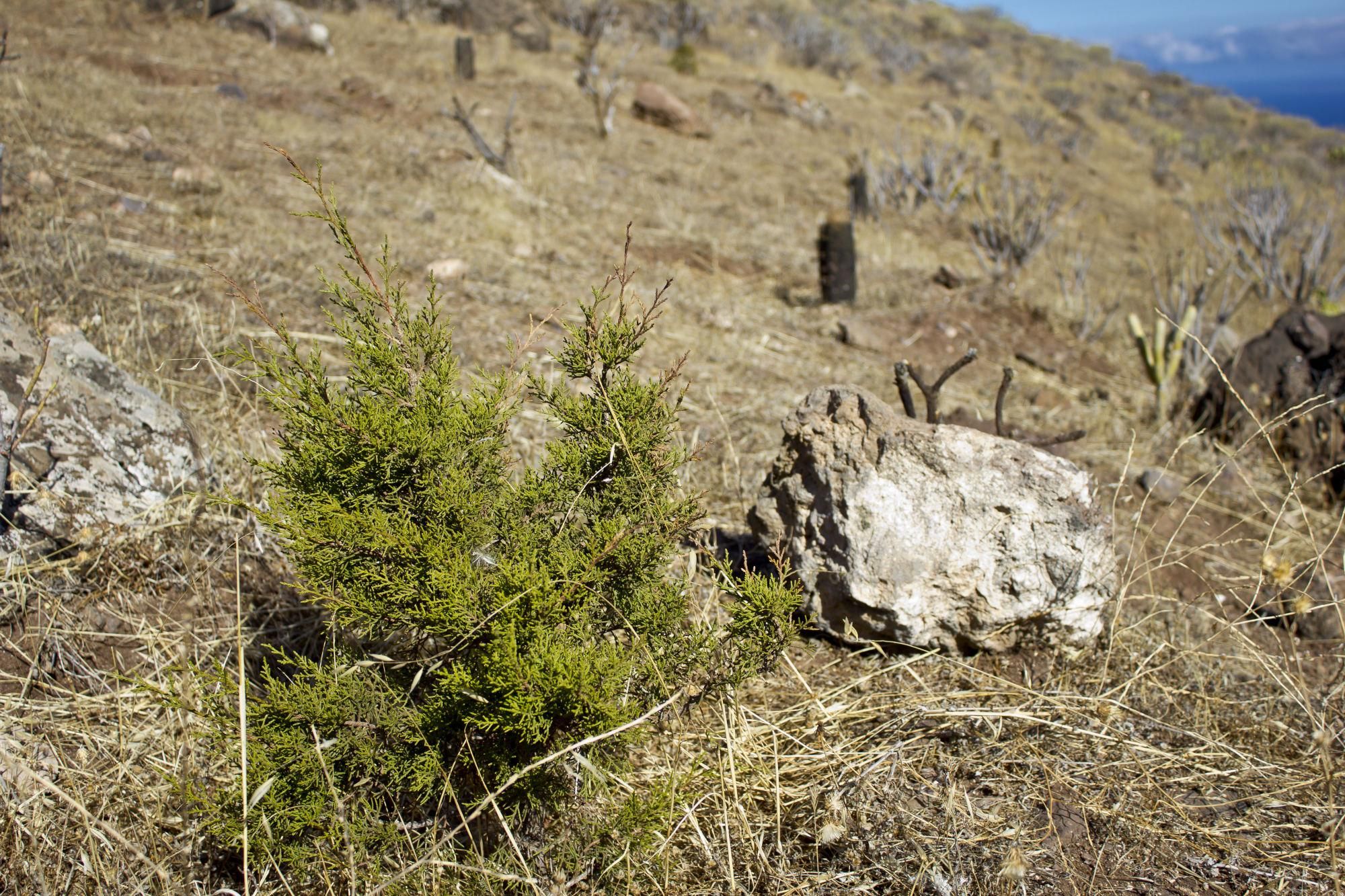 Un pequeño ejemplar de sabina empieza a despuntar en la zona de la Era, justo en la divisoria entre el Valle de Agaete y Guayedra.