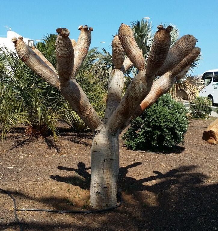 Drago muerto en el jardín del cruce de Arinaga. (Sergio Gil)