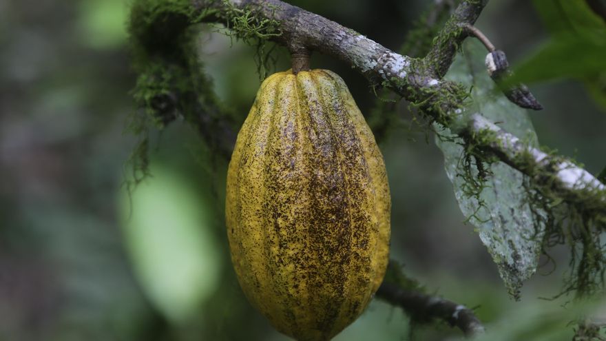 El único lugar del mundo donde el chocolate se usó como moneda