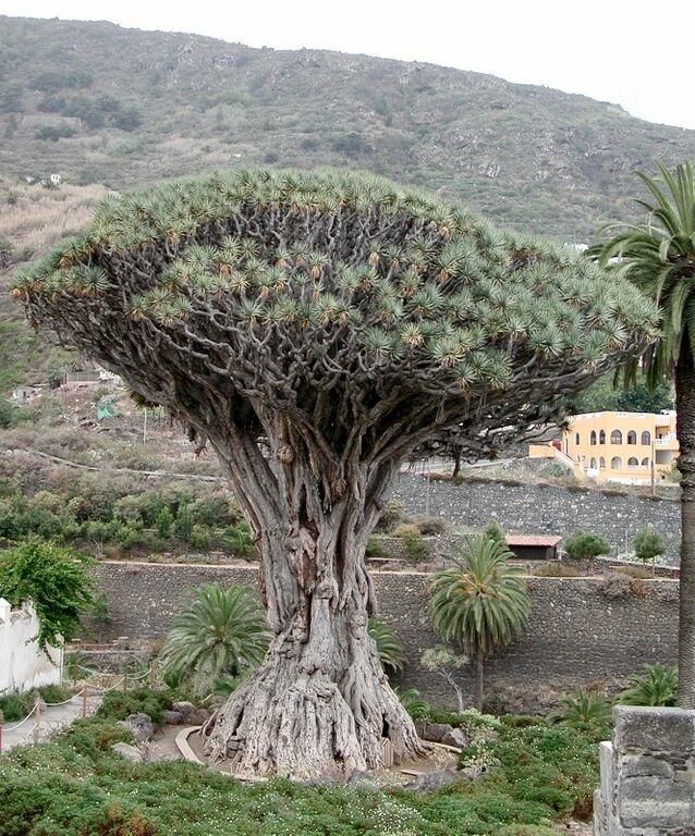 Drago milenario. Icod de los Vinos. Tenerife. (Sergio Gil)