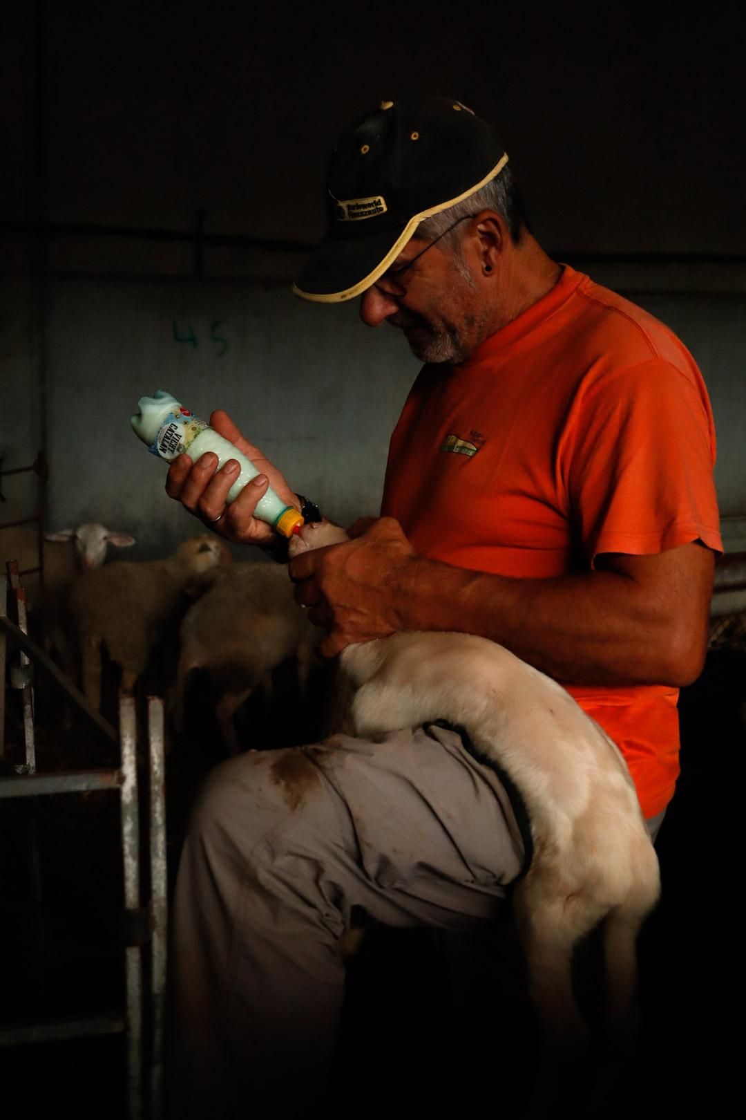 José Manuel alimentando un cordero