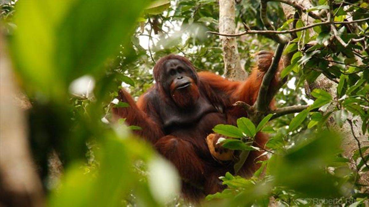 La conservación suma protección y liberación de ejemplares