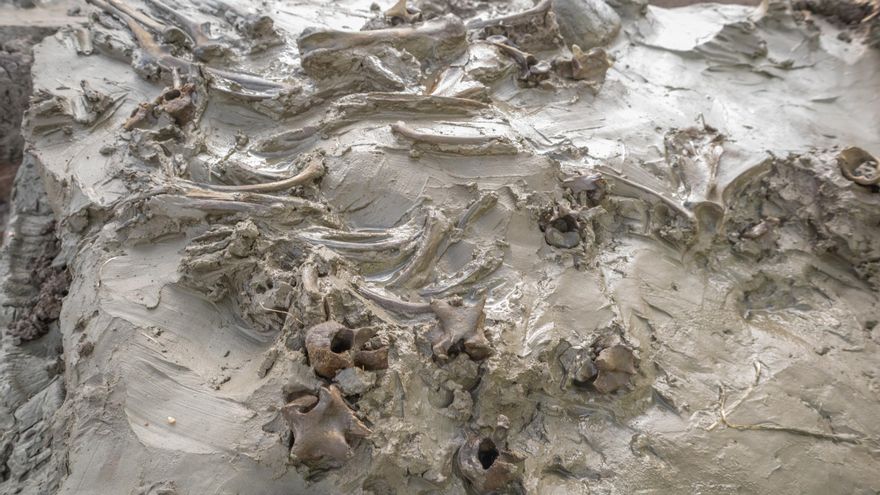 Descubren una misteriosa tumba de hace 5.000 años con los restos de un perro y una daga de hueso