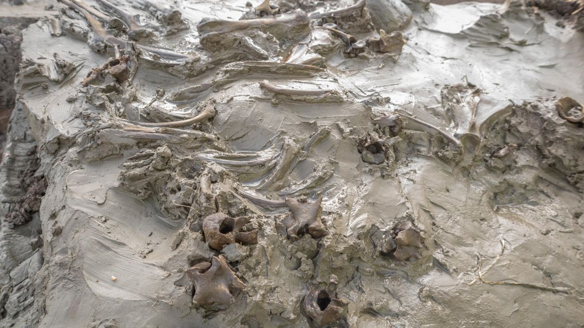 Descubren una misteriosa tumba de hace 5.000 años con los restos de un perro y una daga de hueso