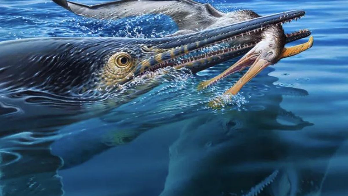 Australia desvela un fósil que conserva una de las cadenas alimentarias más sorprendentes de la prehistoria: un pterosaurio acabó dentro de un ictiosaurio que después fue devorado por un pliosaurio