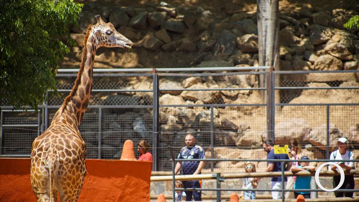 Jornadas de puertas abiertas en el Zoo