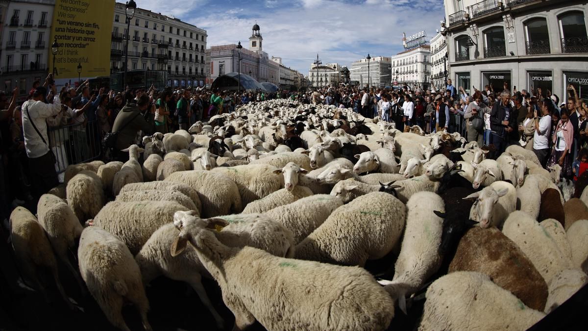 Miles de ovejas y cabras recorren el centro de Madrid con sus pastores en la XXXII edición de la Fiesta de la Trashumancia.
