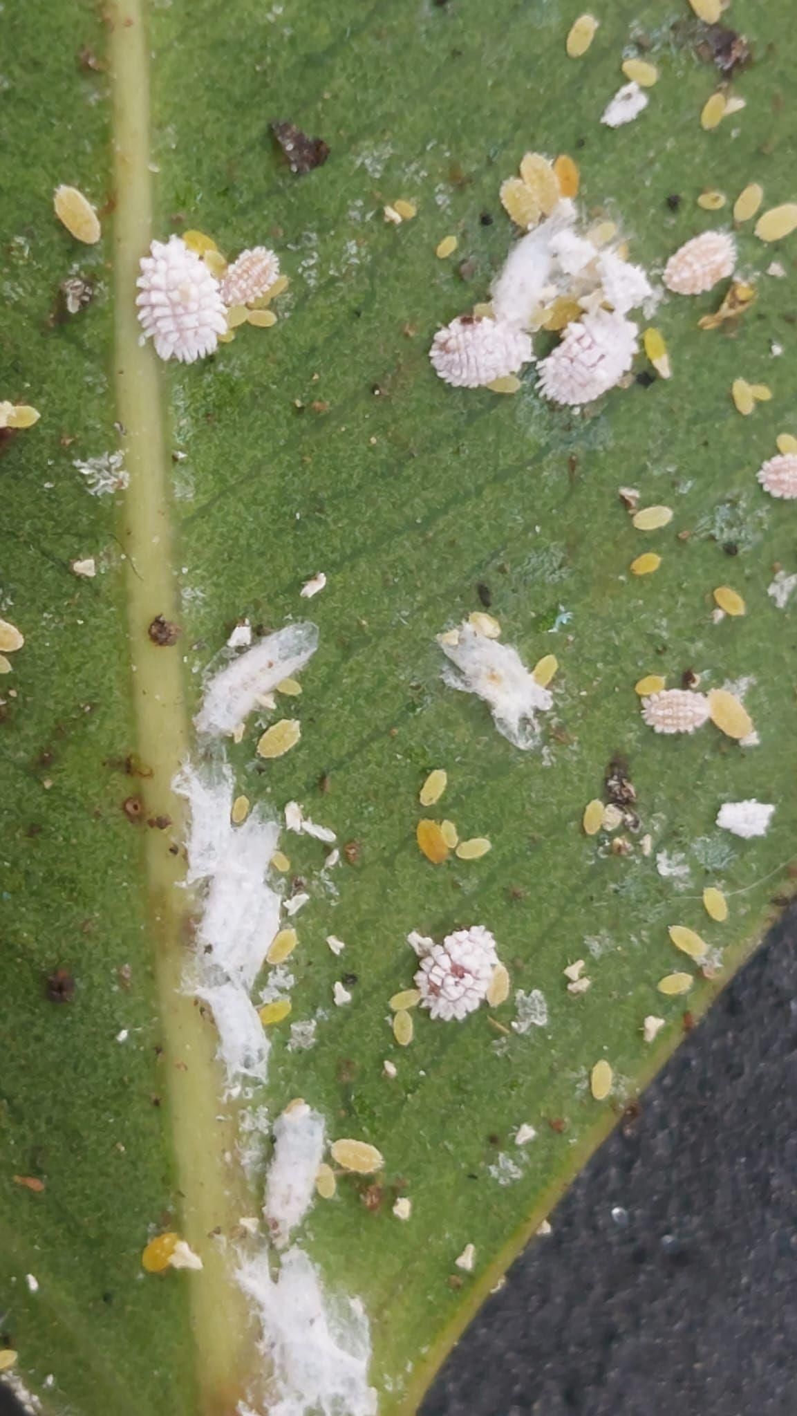 Plaga sobre los laureles de Los Llanos de Aridane. Foto: MVH