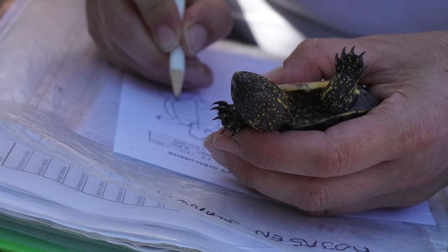 Una participante en el proyecto 'Emys' censa una tortuga.