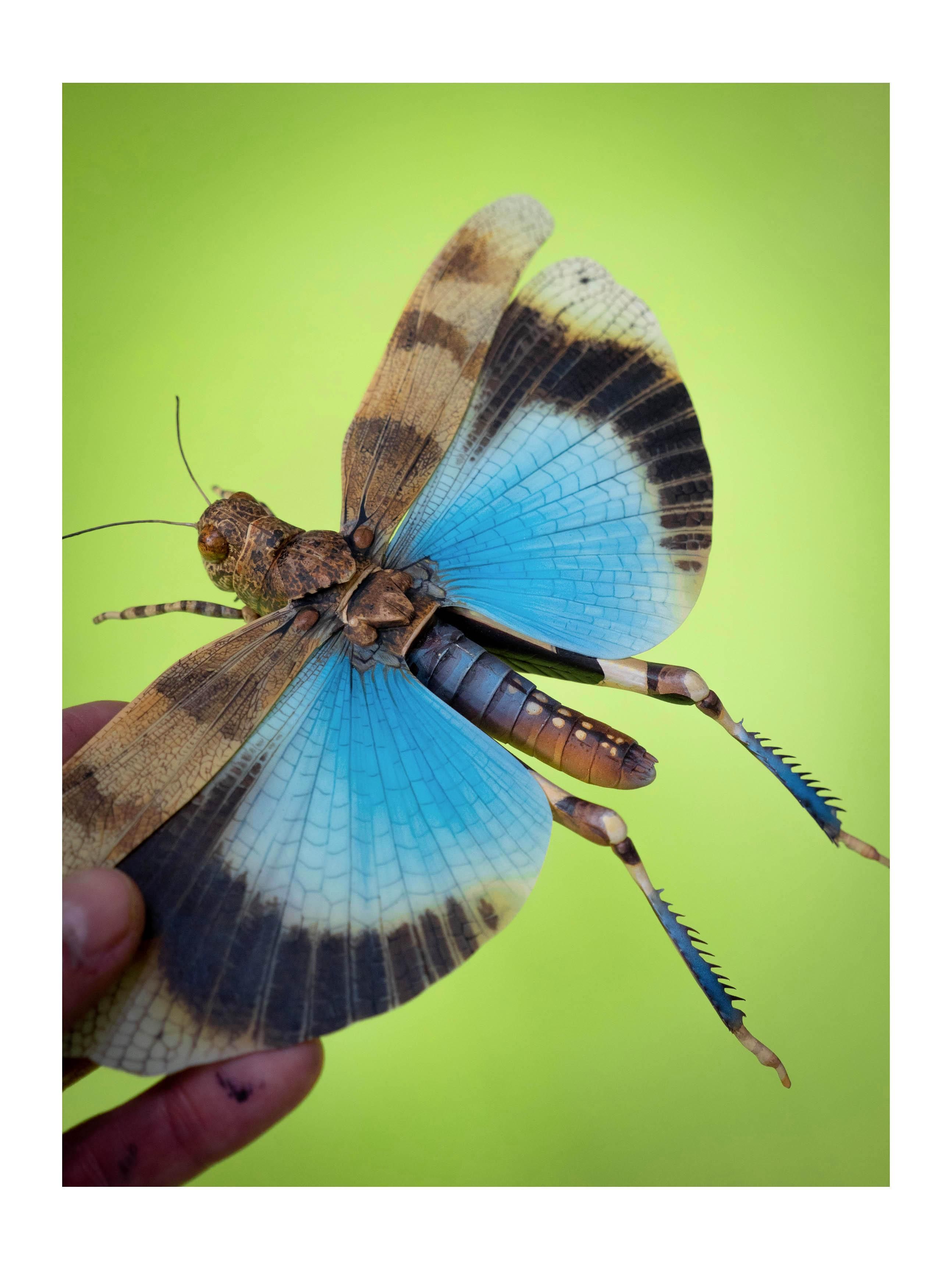 Réplica de un insecto