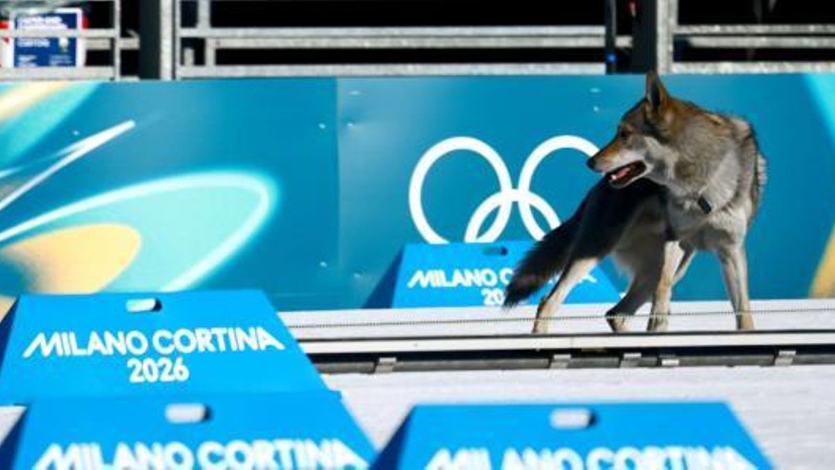 Un perro lobo checoslovaco se cuela en la prueba de esquí en los Juegos Olímpicos de Invierno y su dueña lo reconoce por la tele
