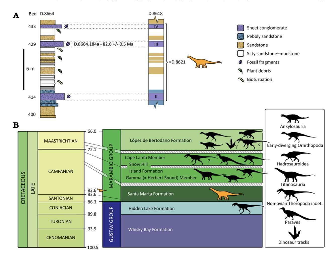 Contexto estratigráfico de la vértebra caudal anterior de Eutitanosauria indet. (BAS D.8621.25) y otros hallazgos de dinosaurios no avianos del Cretácico de la Antártida.
