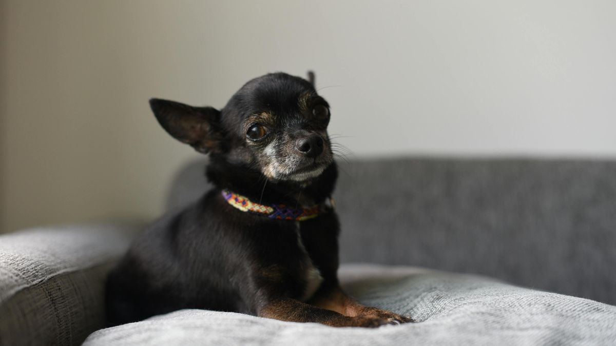 El perro despertó horas después sin daños estructurales en el corazón