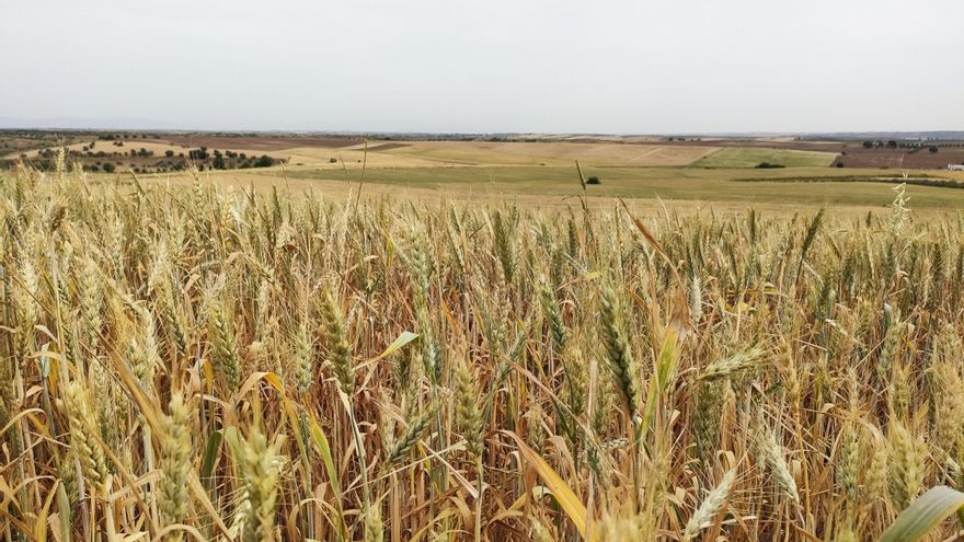 SEO/BirdLife rechaza tres proyectos fotovoltaicos “altamente impactantes” en la comarca toledana de la Sagra