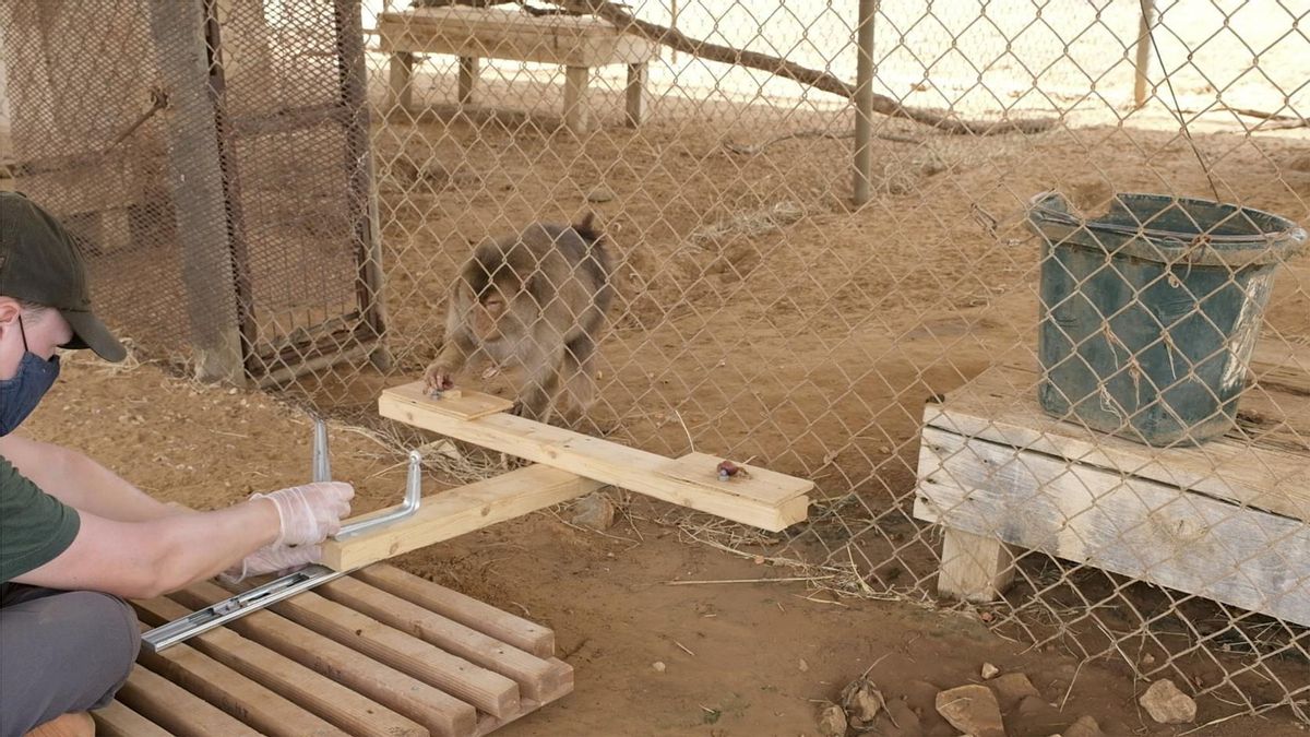 Uno de los macacos durante el estudio