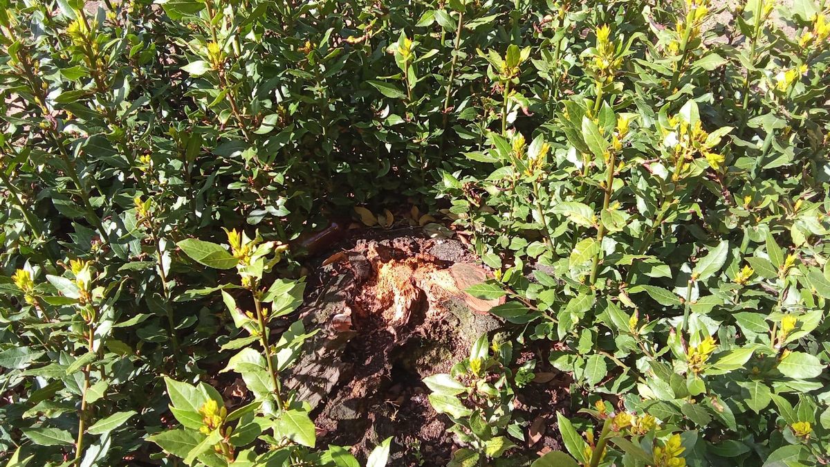 El PP denuncia la tala de un laurel en León regalado por la ciudad de Roma en los años 60