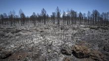 El de Carcaixent ha sido el incendio más devastador de los últimos días