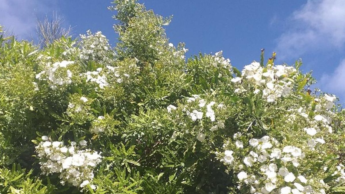 El guaidil es frecuente en las medianías templadas insulares. Foto: PLPP.