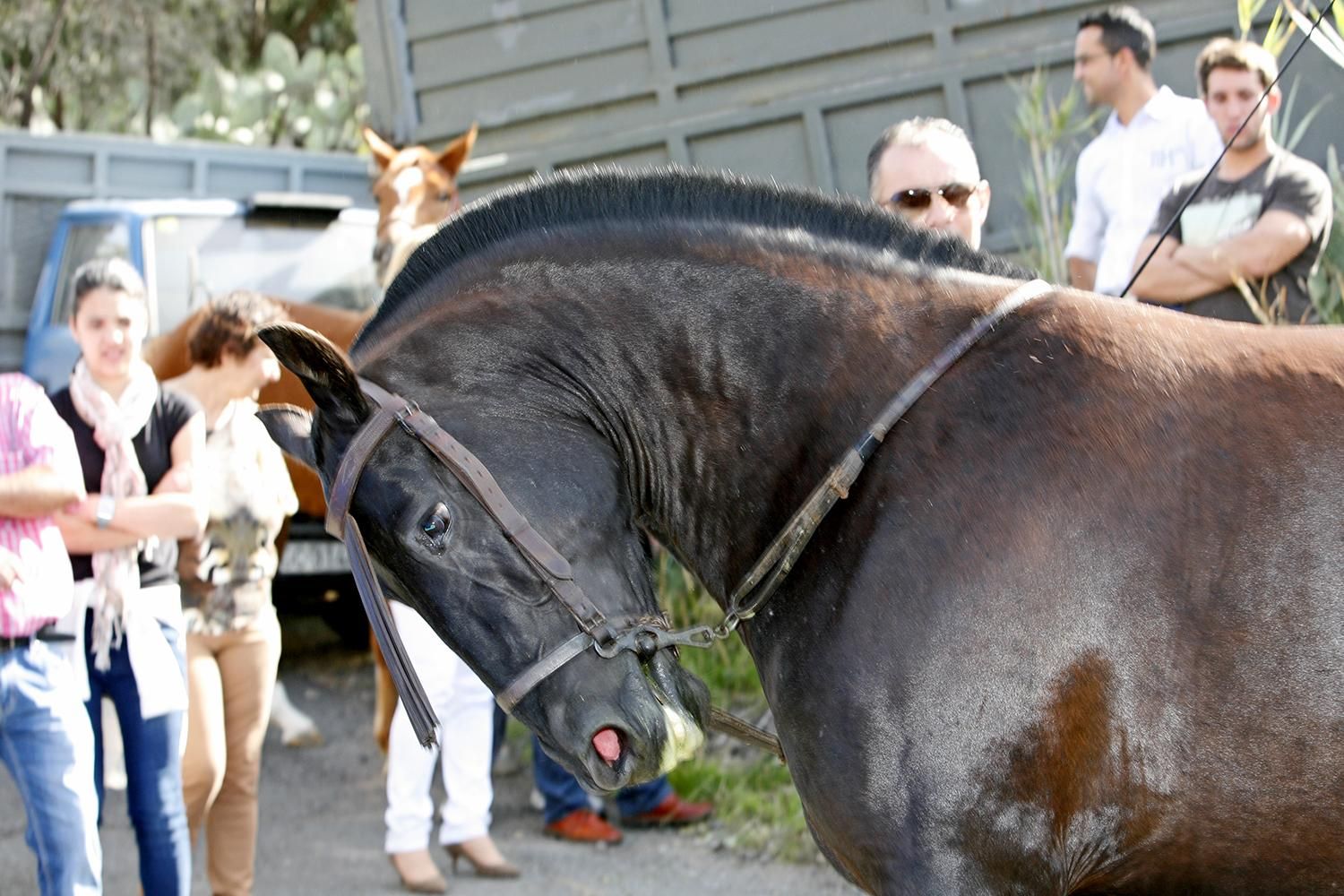 Fiestas de Santa Lucía | Alejandro Ramos