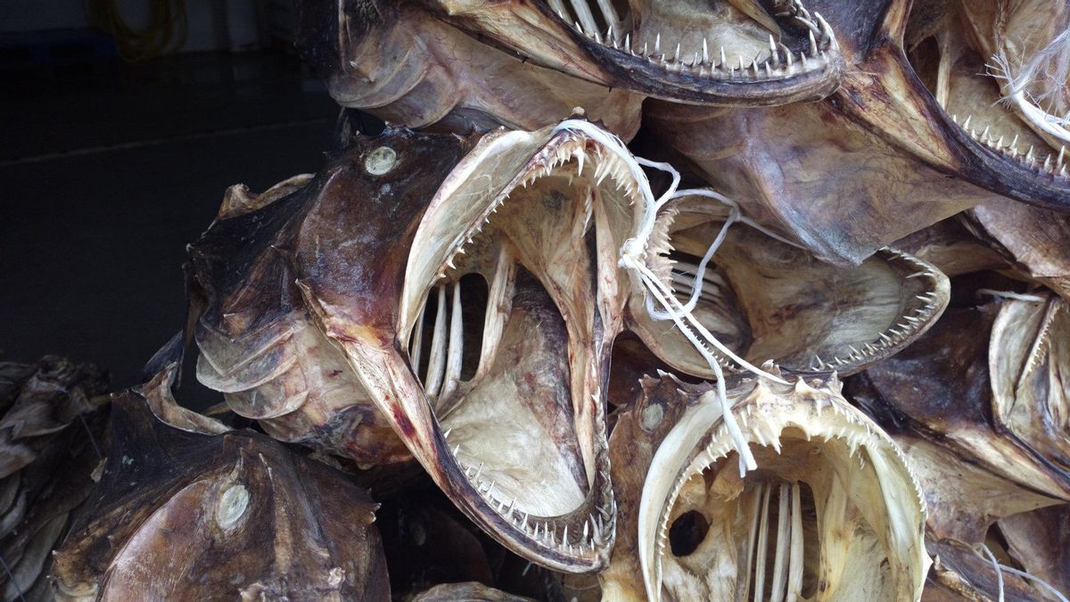 El bacalao es el centro de la cultura de las Islas Lofoten.