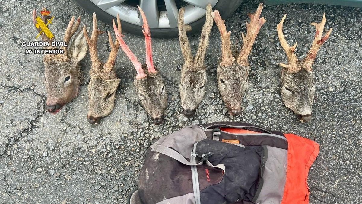 Dos detenidos por caza furtiva tras arrojar una mochila con seis cabezas de corzo para evitar un control policial en Trujillo