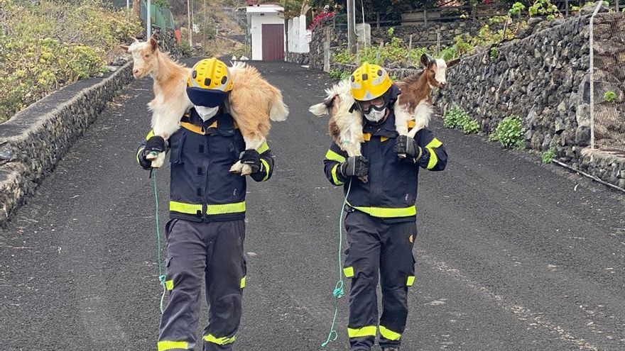 Hablan los bomberos que han salvado a los animales de morir bajo la lava: "Tenemos experiencia por los incendios de Gran Canaria"