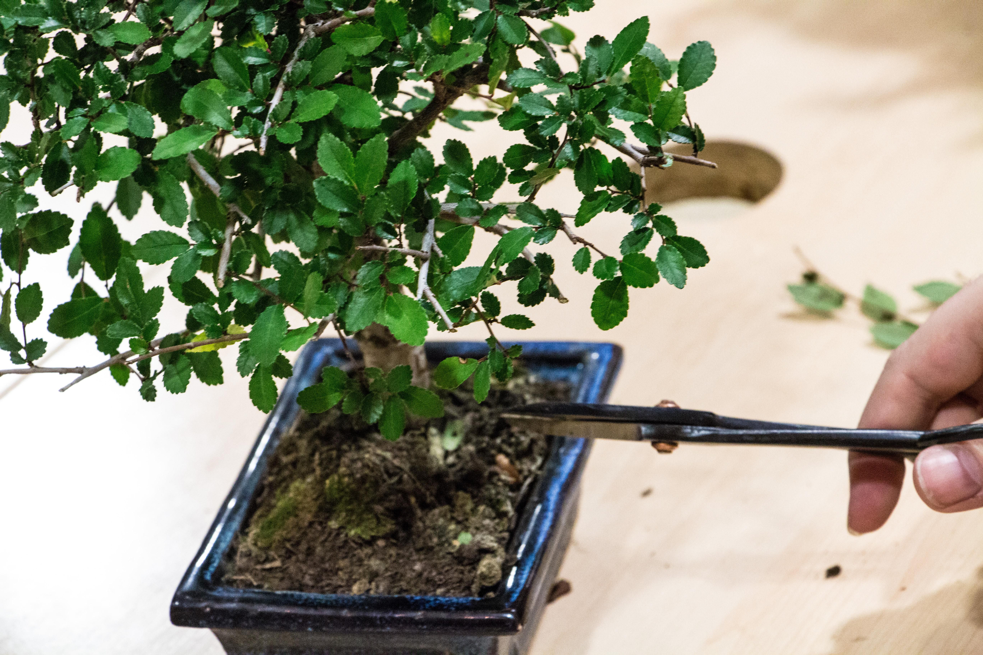 El Salón de Manga incluyó talleres de todo tipo, entre ellos el cuidado y mantenimiento de bonsáis