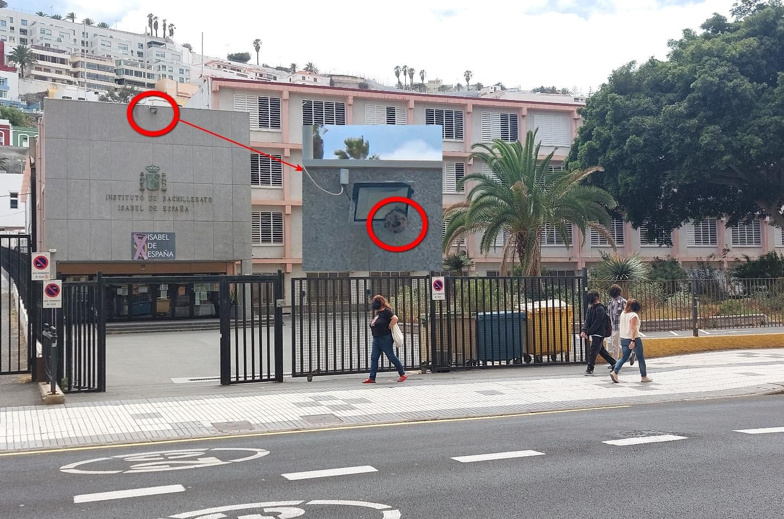 Nido de avispa asiática en el instituto Isabel de España, en Las Palmas de Gran Canaria.
