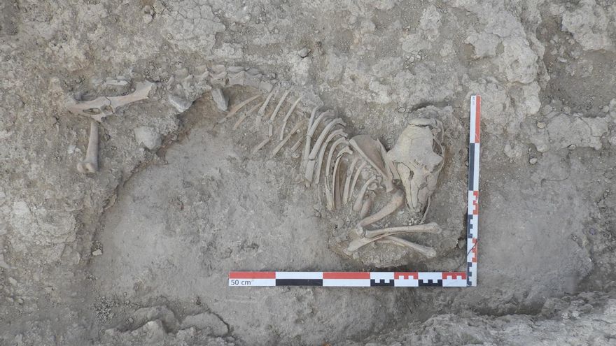 Hallan un ejemplar "completo" de oveja que data del siglo XI en una excavación arqueológica en Albacete