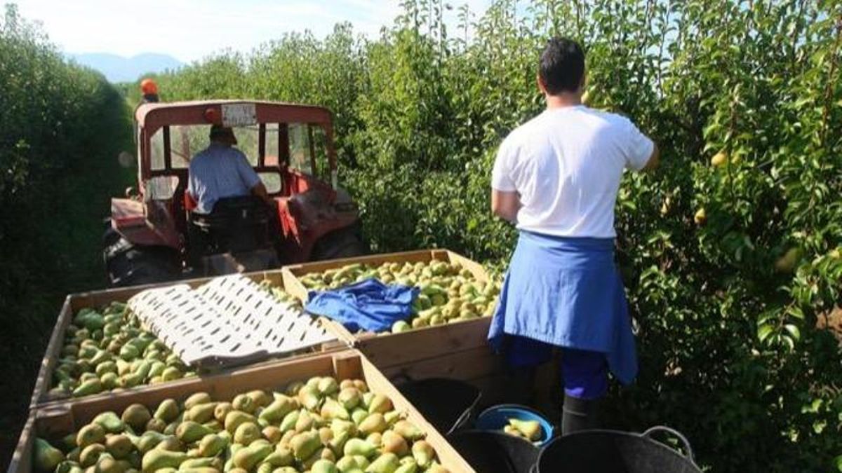 Recogida de pera del Bierzo.