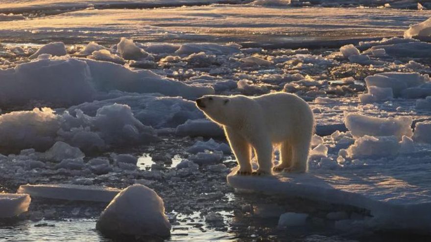 Los osos polares de Svalbard desconciertan a los científicos tras un estudio que ha roto todas las previsiones: ¿no les afecta el deshielo?