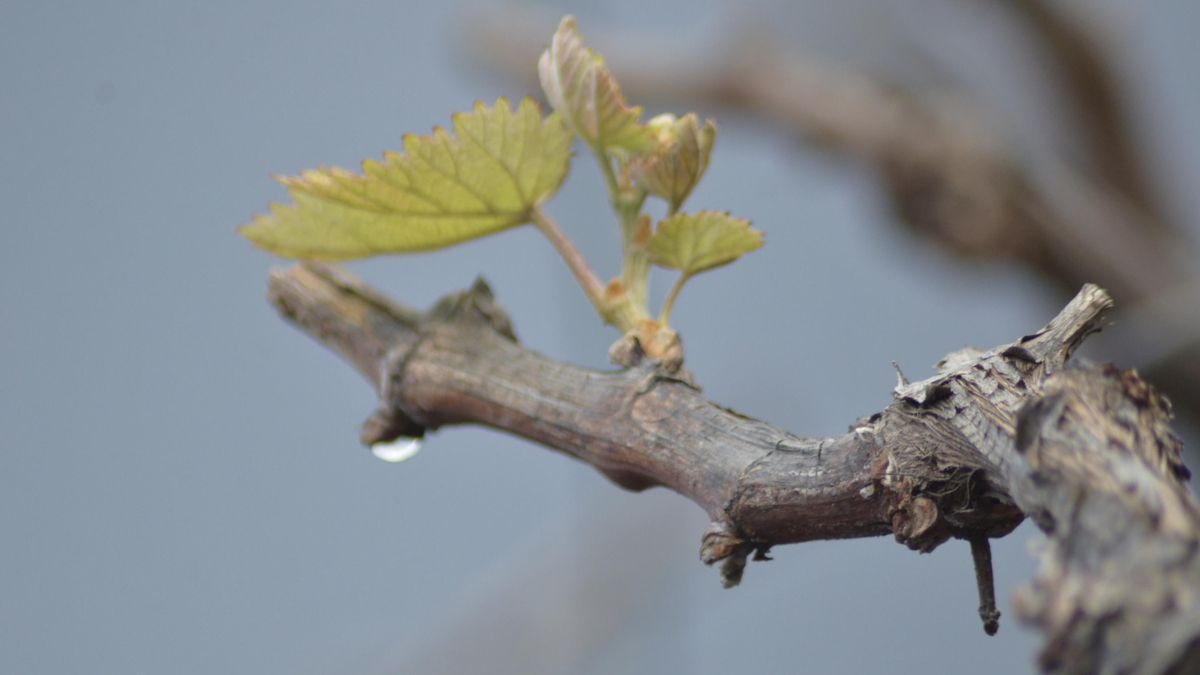 Refuerzo de la formación en La Palma sobre el nuevo protocolo de gestión de restos de poda de vid frente a la filoxera