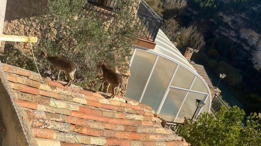 "Invasión" de cabras montesas en Jorquera, a la orilla del río Júcar: "Tememos algún daño personal"
