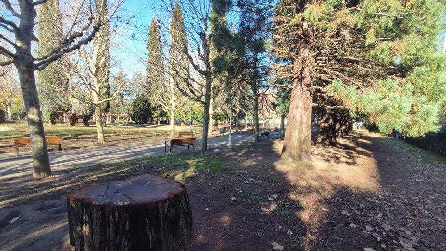 ¡Adiós, secuoya del Parque de los Reyes de León, adiós!