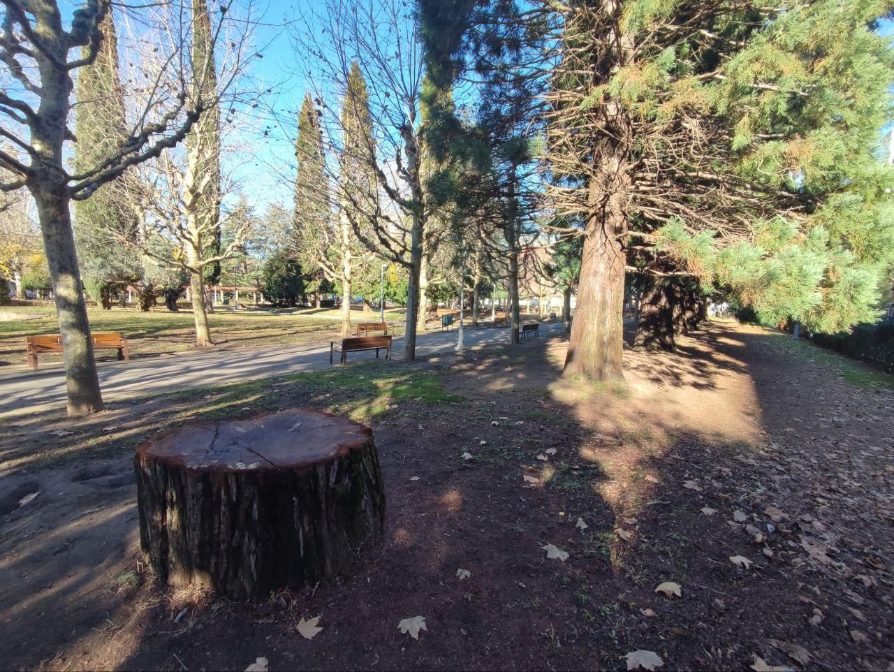 La gran secuoya talada en el Parque de los Reyes de León.