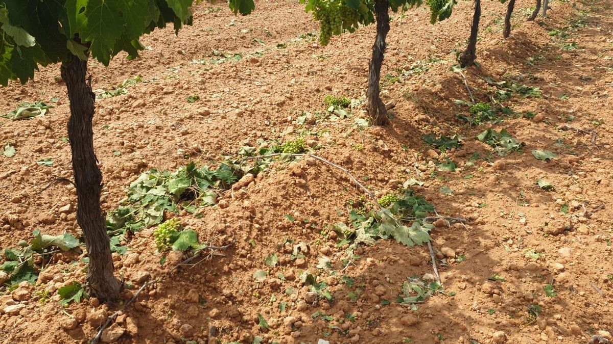 Daños en viñedo. FOTO: UPA Albacete