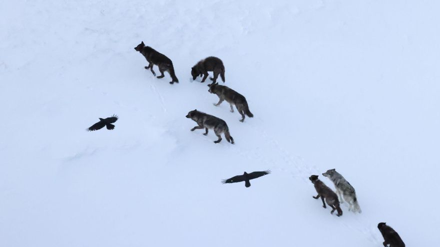 ¿Por qué los cuervos vigilan a los lobos antes de buscar comida? Los científicos acaban de descubrirlo