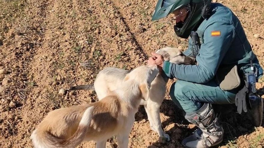 El SEPRONA denuncia más de un centenar de infracciones de bienestar animal en Guadalajara