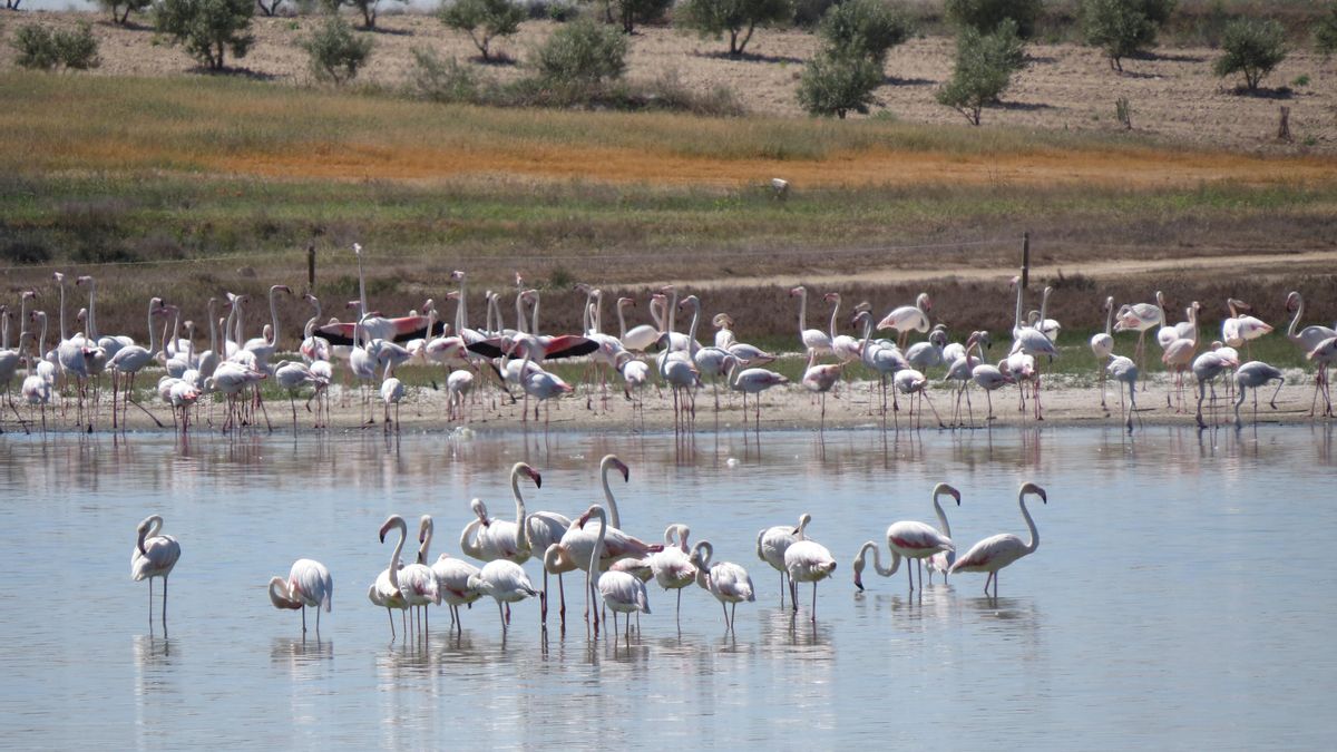Flamencos en El Longar, en Lillo (Toledo)