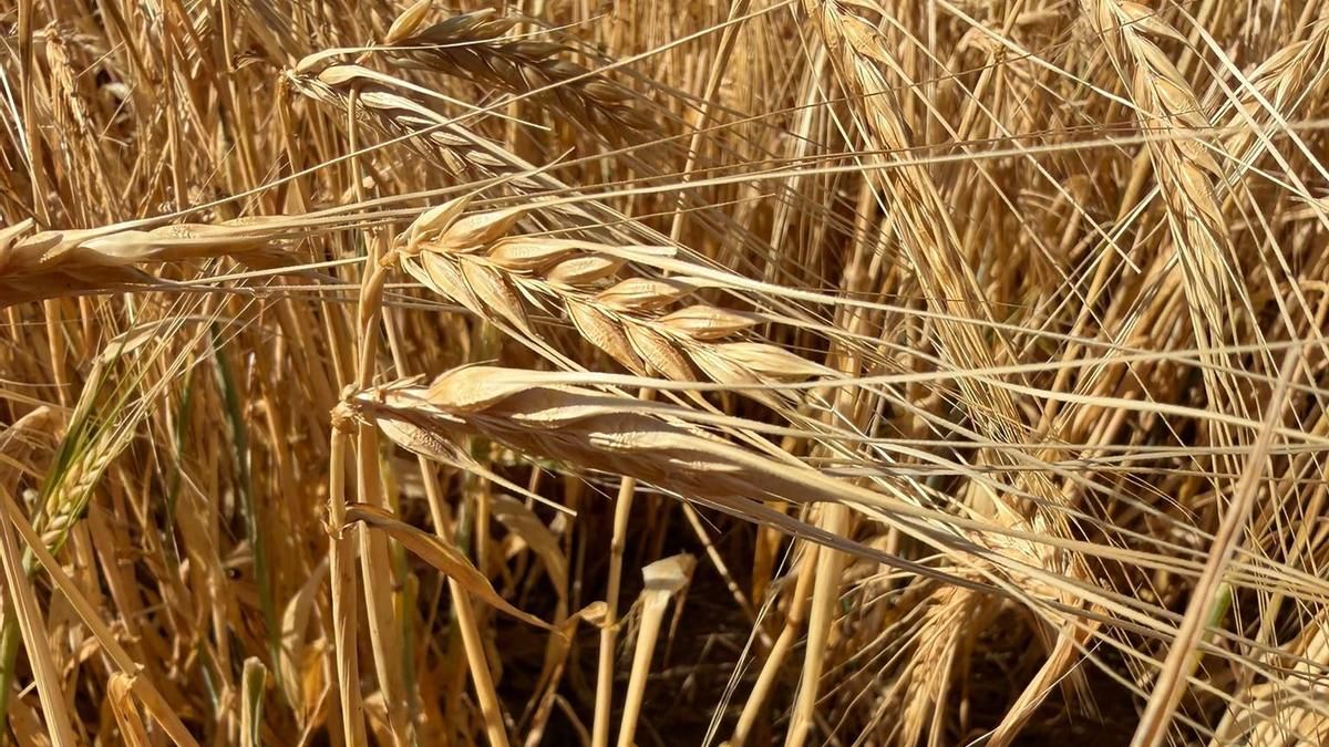 “Importantes daños” en cereal, viñedo, almendro, olivar y pistacho en Albacete, Guadalajara y Cuenca por las tormentas