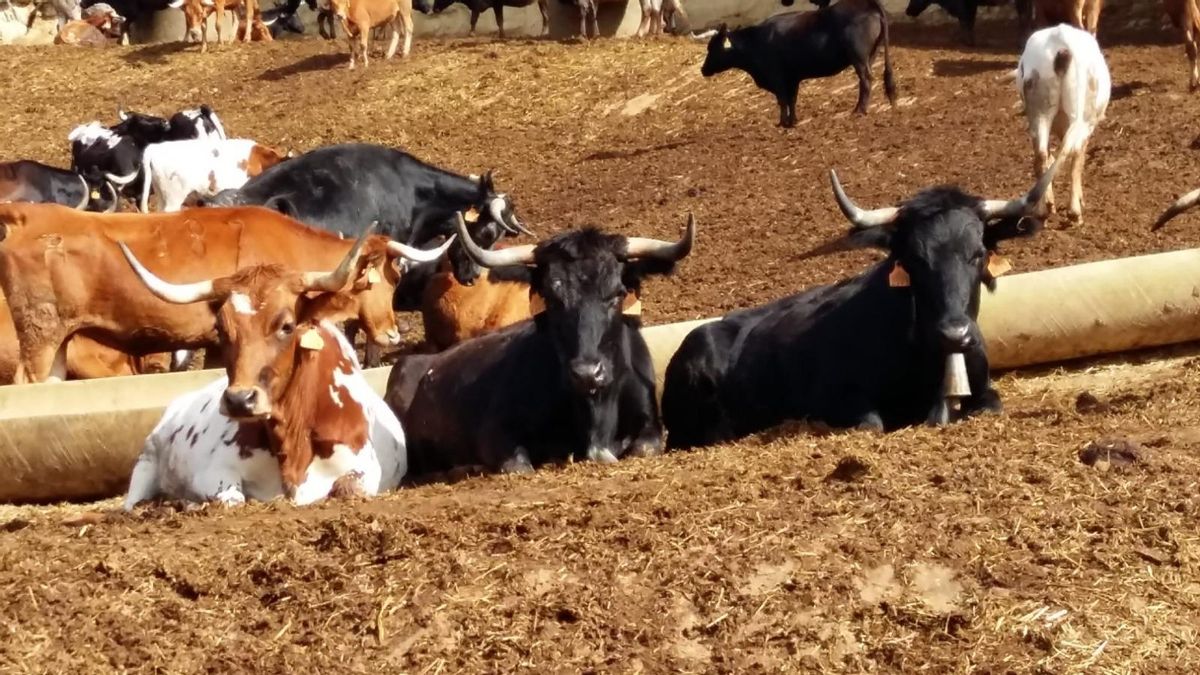 Huesca y Cinco Villas se quedan sin festejos taurinos por la dermatosis nodular contagiosa