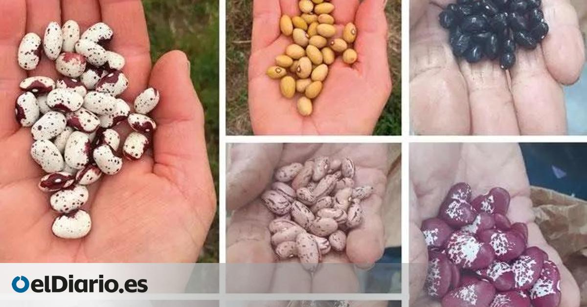 Organizaciones agrarias de La Palma piden a la UE proteger la diversidad de semillas y variedades cultivadas